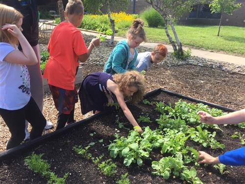 Students harvesting radishes at Prairie Park Elementary School Students harvesting radishes at Prairie Park Elementary School